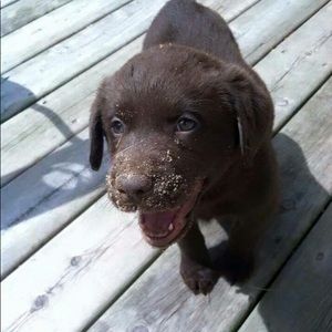 Meet your Posher, Brandy